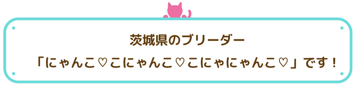 茨城県のブリーダー「にゃんこ♡こにゃんこ♡こにゃにゃんこ♡」です!