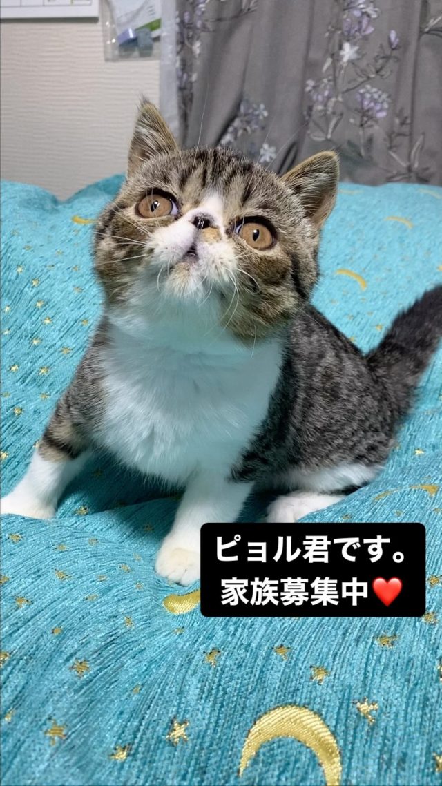 にゃんこ♡こにゃんこ♡こにゃにゃんこ（クリアスカイ）